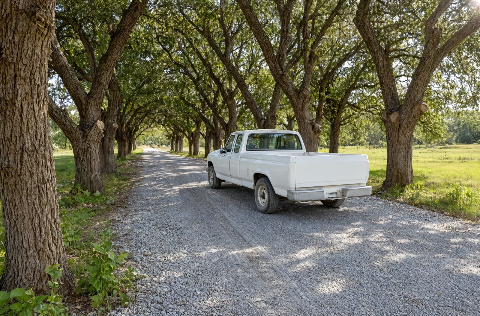 Gravel driveway lined with oaks trimmed back for truck clearance