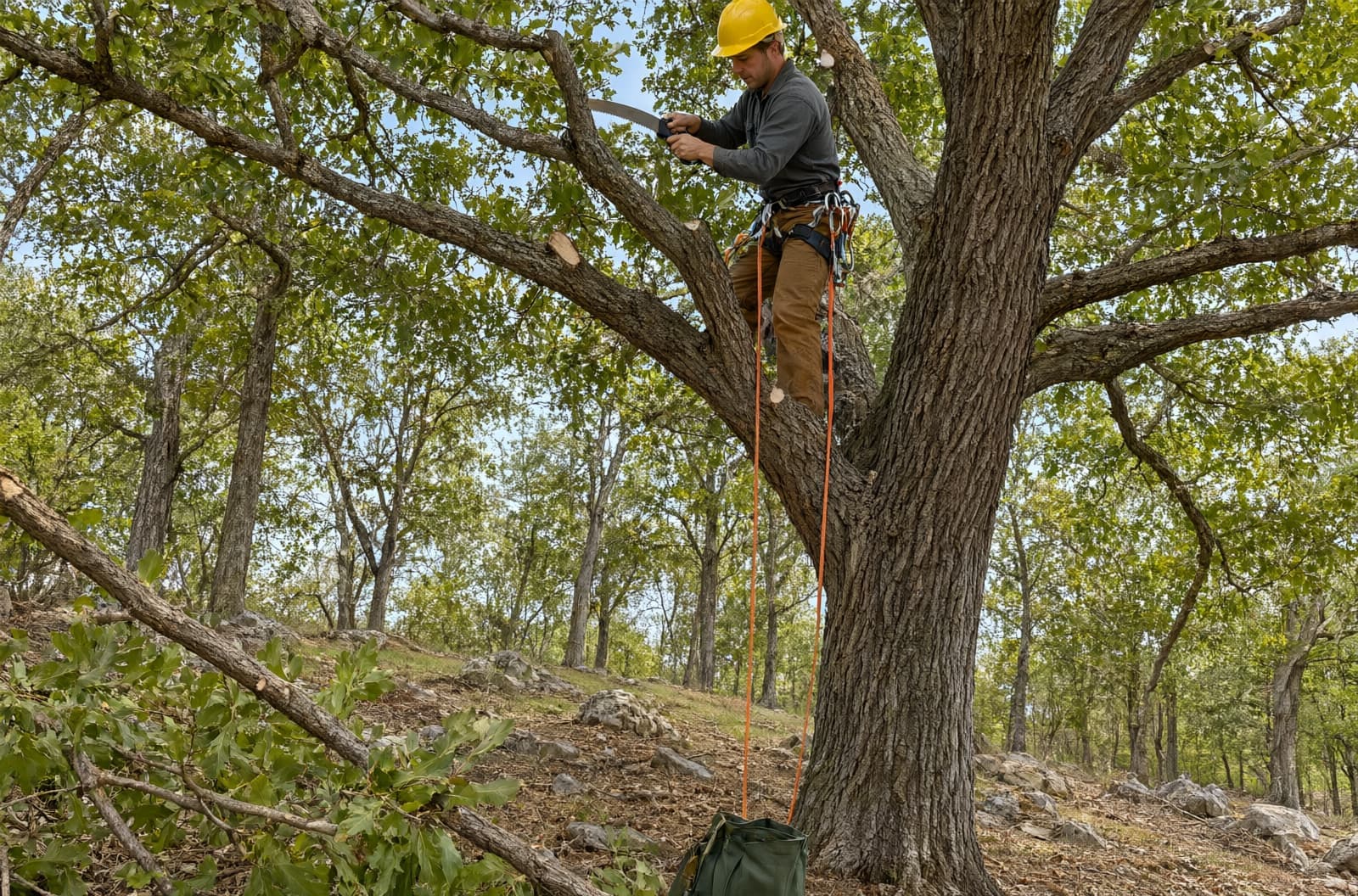 Climber in a tall oak on a hillside lot cutting out a branch with a hand saw to thin the crown