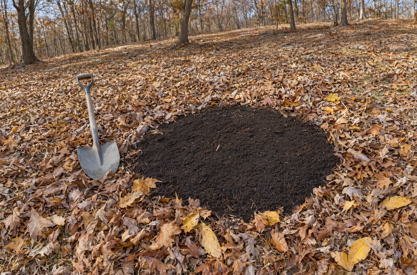 Leaf-covered hillside yard with a ground-out stump spot covered in fresh soil