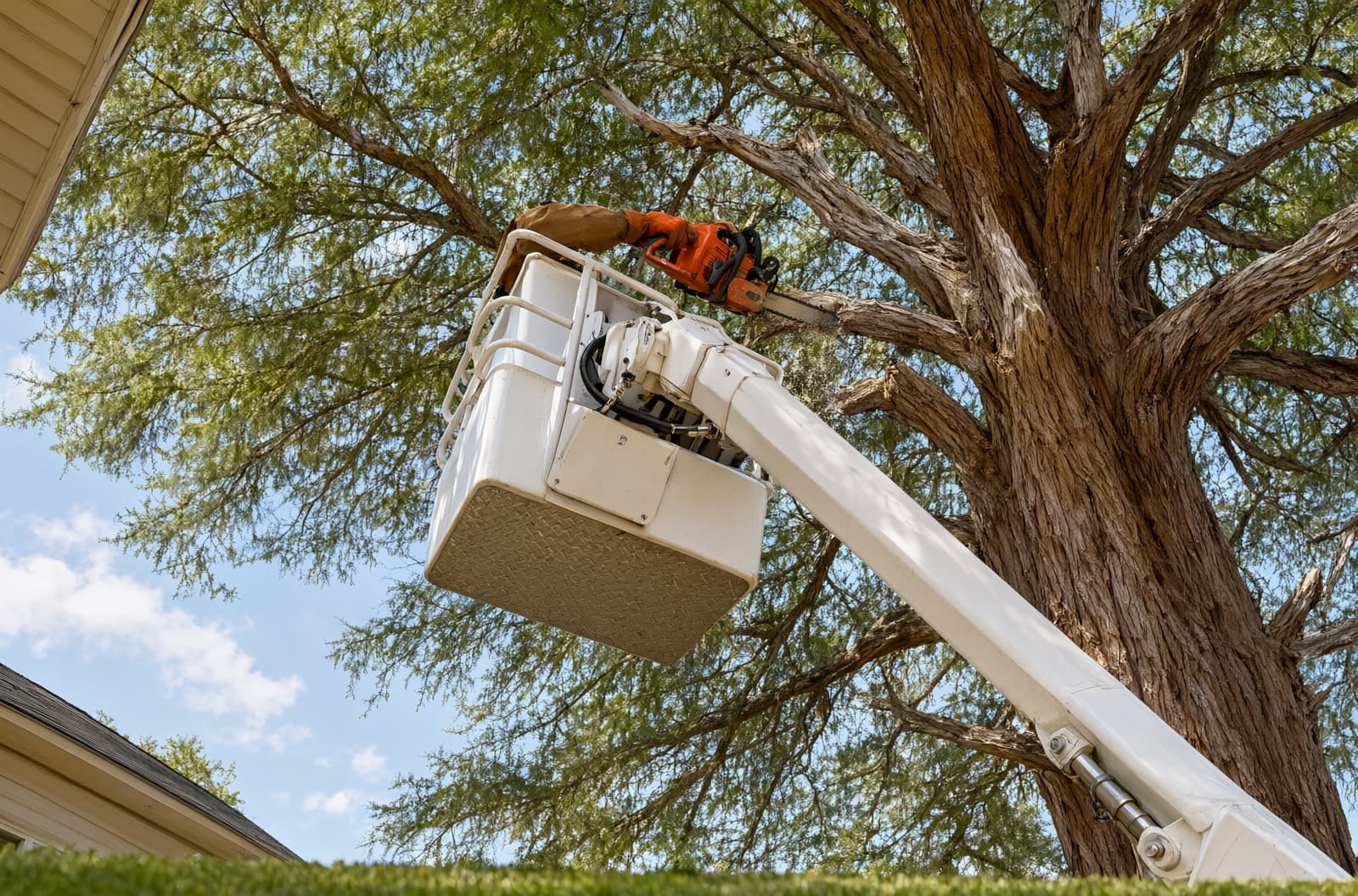 View up into a bald cypress as dead limbs are cut from a bucket truck basket